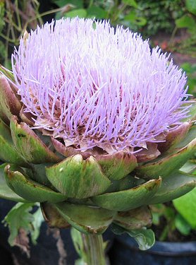 artichoke