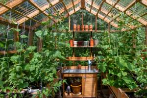 Interior of a wooden domestic greenhouse for growing vegetables