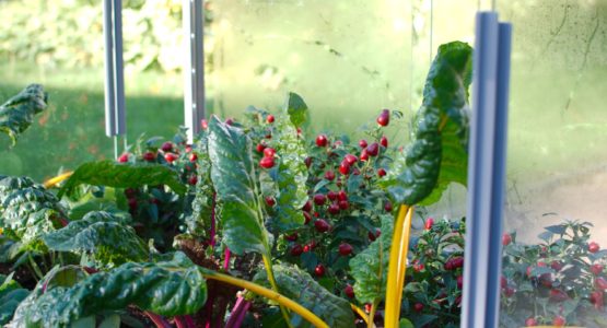 Guide To Cold Frame Growing Access Garden Products