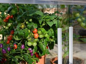 ripening tomatoes in Access tomato house