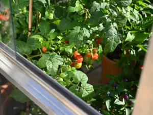 Tomato plants in aluminium tomato house