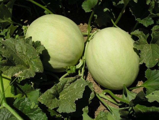 growing melons in a greenhouse