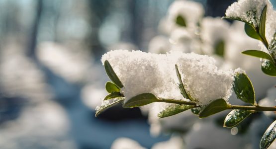 how-to-keep-a-greenhouse-warm-in-winter-access-garden-products