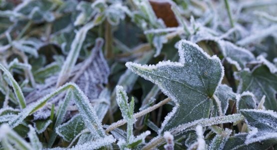 what-to-grow-in-a-greenhouse-in-winter-garden-products