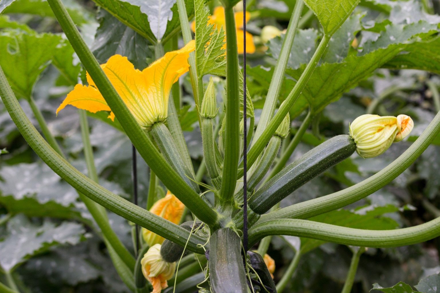 how-to-grow-courgettes-in-a-greenhouse-access-garden-products