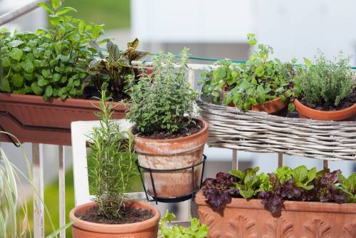 How To Start A Balcony Herb Garden | Access Garden Products