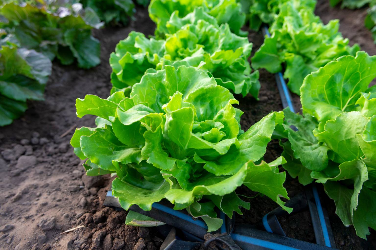 how-to-grow-winter-lettuce-in-your-greenhouse-access-garden-products