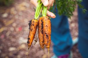 carrots harvested