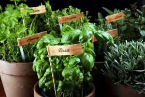 Herbs in pots inside a greenhouse