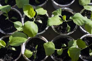 Aubergine seedlings