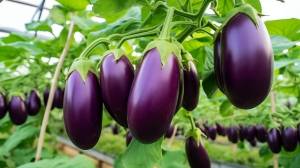 Aubergines growing in a greenhouse