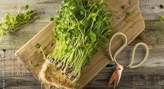 Growing Pea Shoots: The Ultimate Guide | Access Garden Products