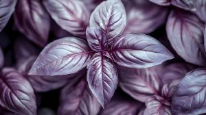 Purple basil