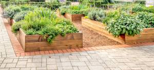 Raised beds growing plants, herbs and vegetables