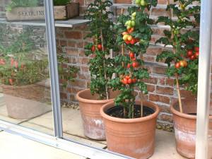 Tomato plants in pots in a small greenhouse