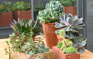 Why grow Succulents in a Greenhouse?