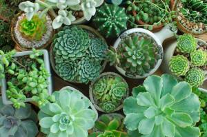 Succulents in a Greenhouse